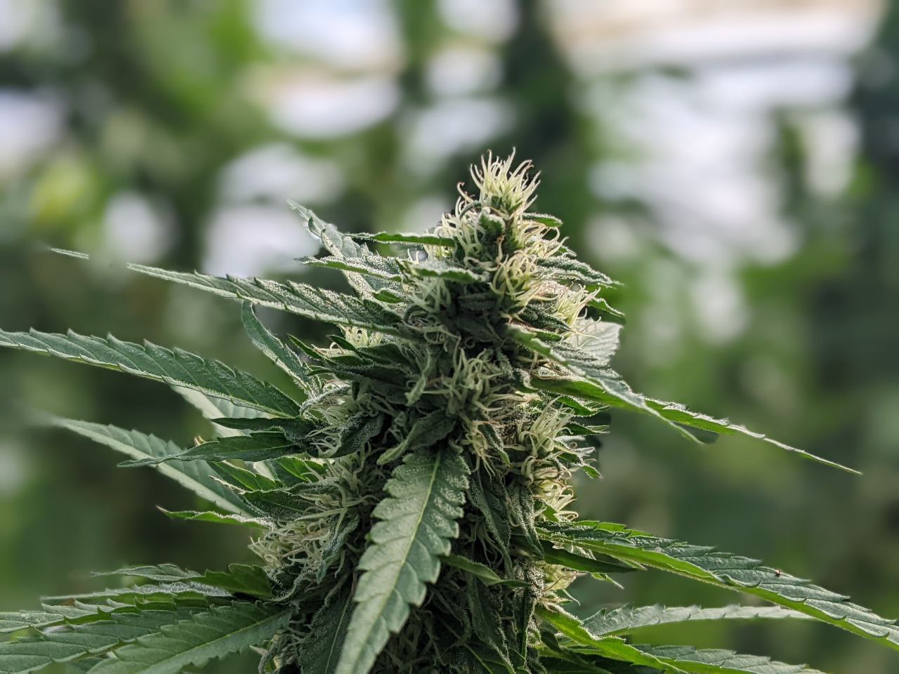 Fleur CBD